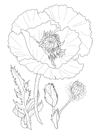 Poppy Flower Coloring Page